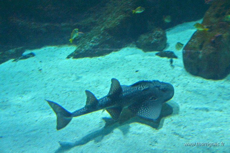Marineland aout 2014 4.JPG - Marineland - Parc d'attractions aquatiques - Antibes - Août 2014